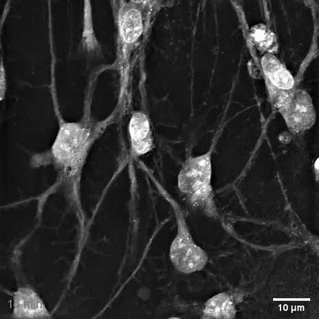 nanolive显微镜,nanolive3d活细胞成像