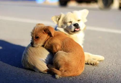 没有责任心？公狗从不抚养自己的“骨肉”，其实有这些原因