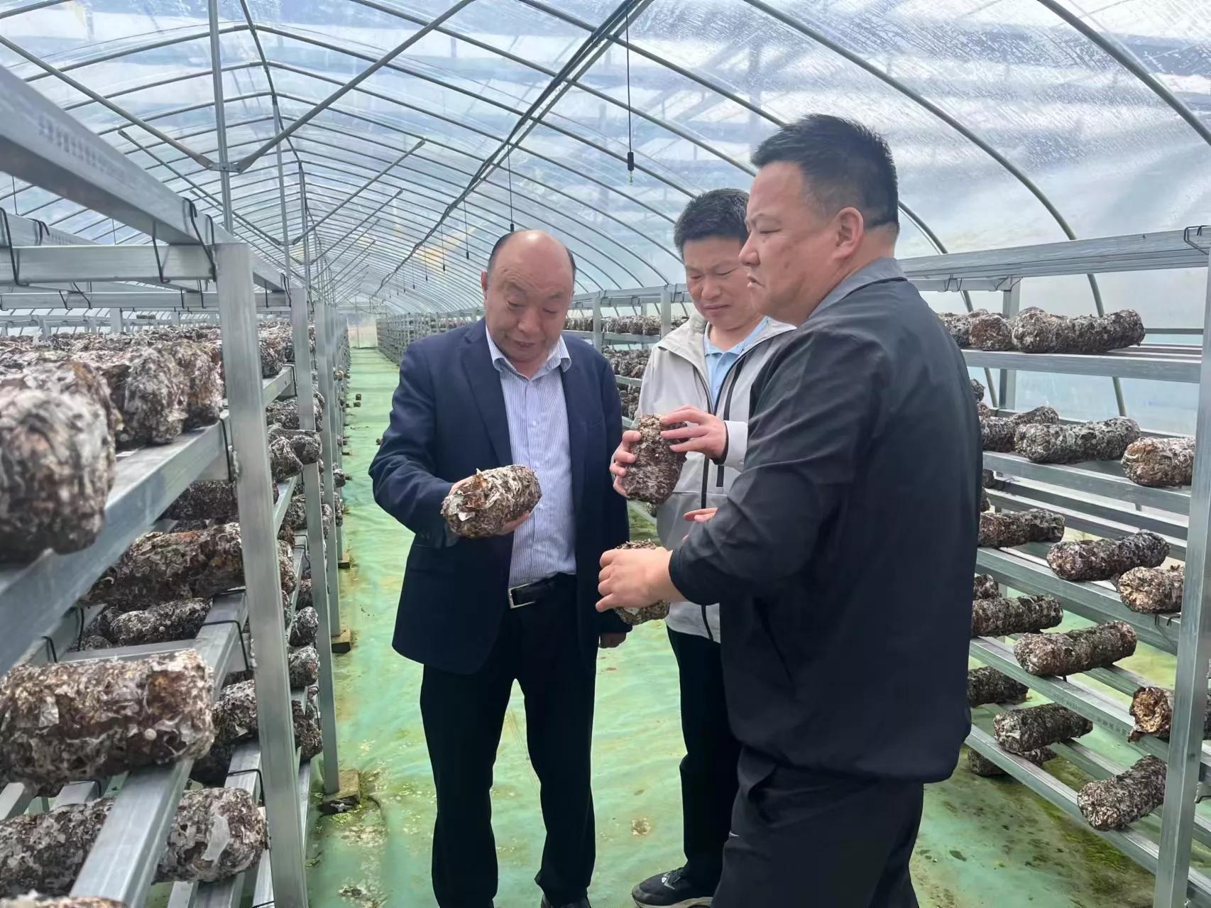 安徽种菇大王丁伦保联系电话,肥西蘑菇大王丁伦保