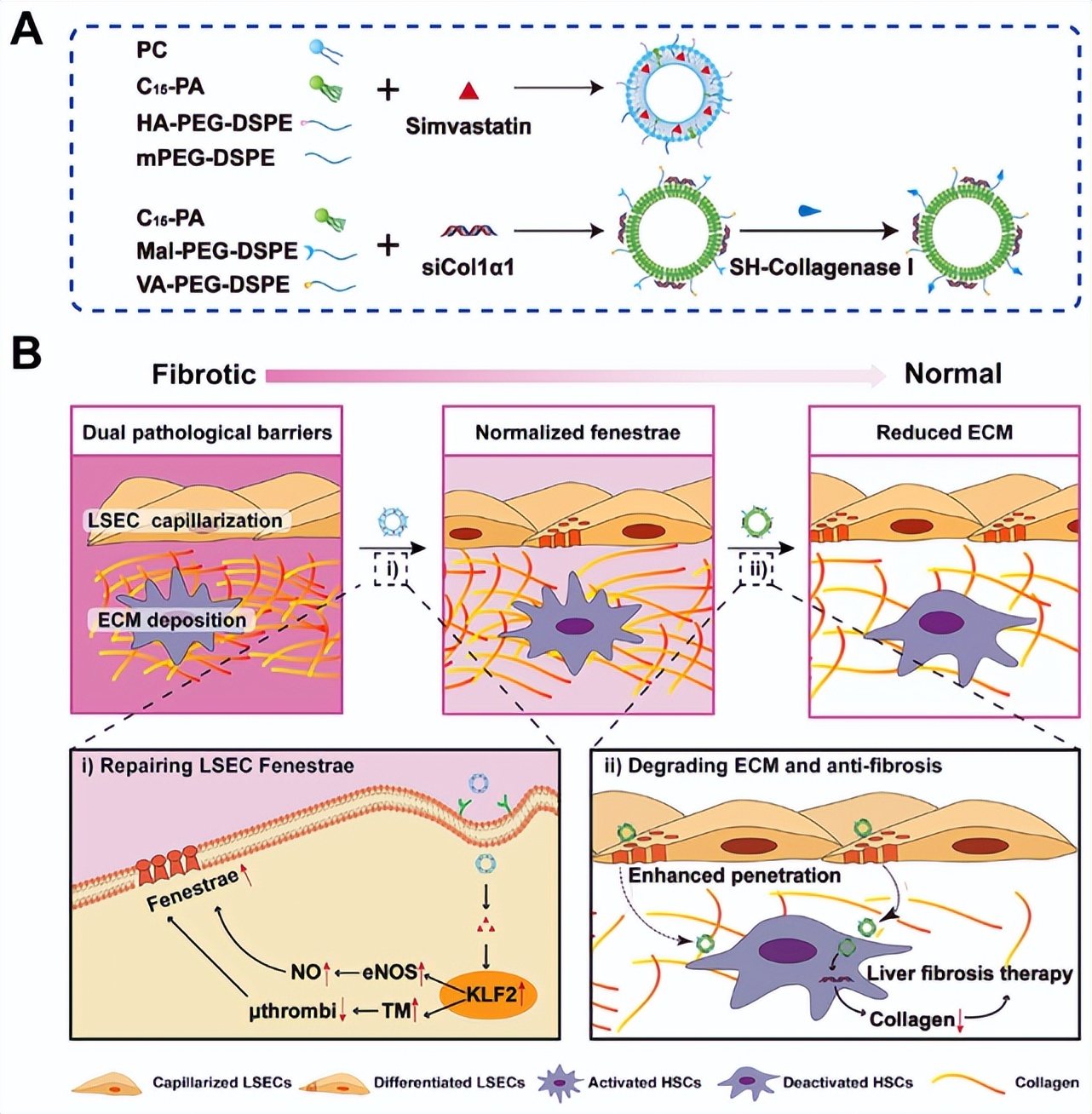 李玲教授药物,李玲教授谈药