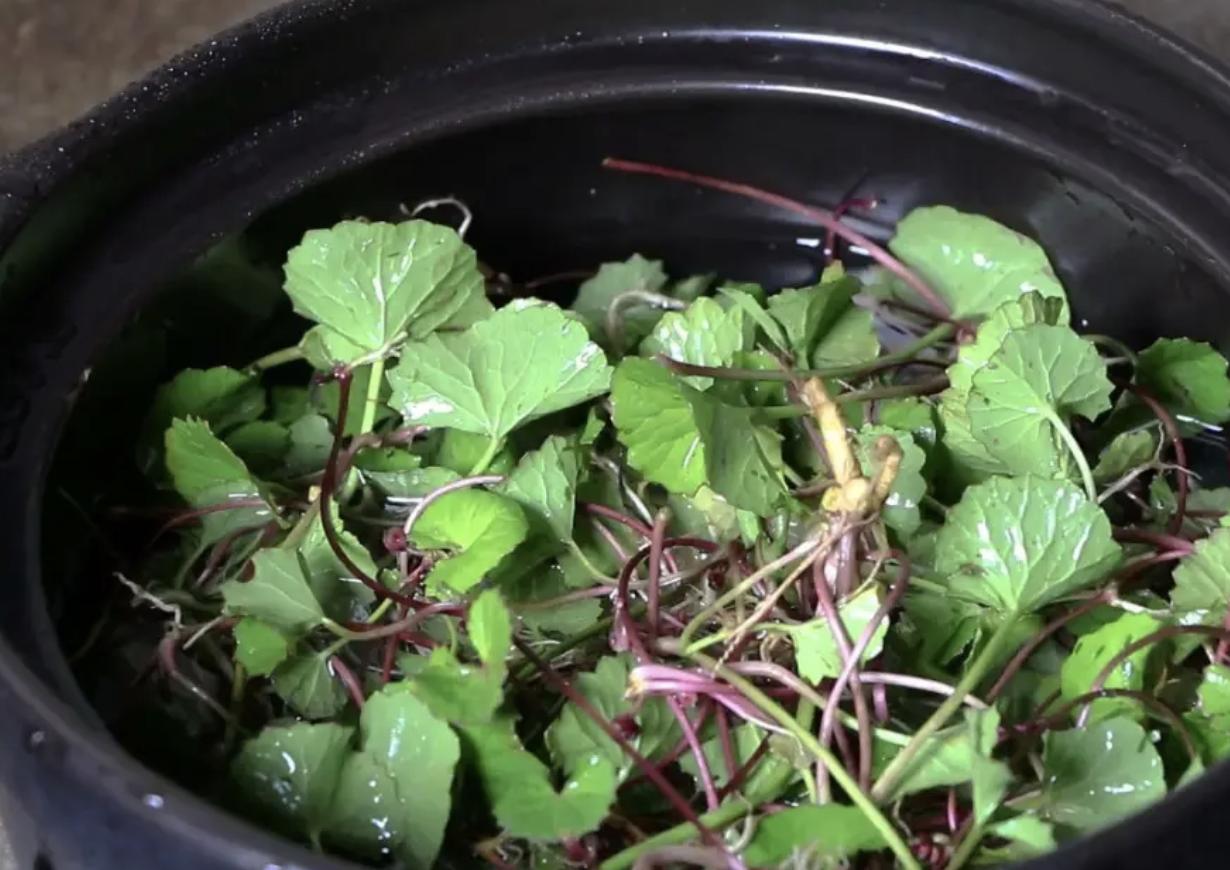 哪种植物能养活家里,五种大型植物家里就能养殖