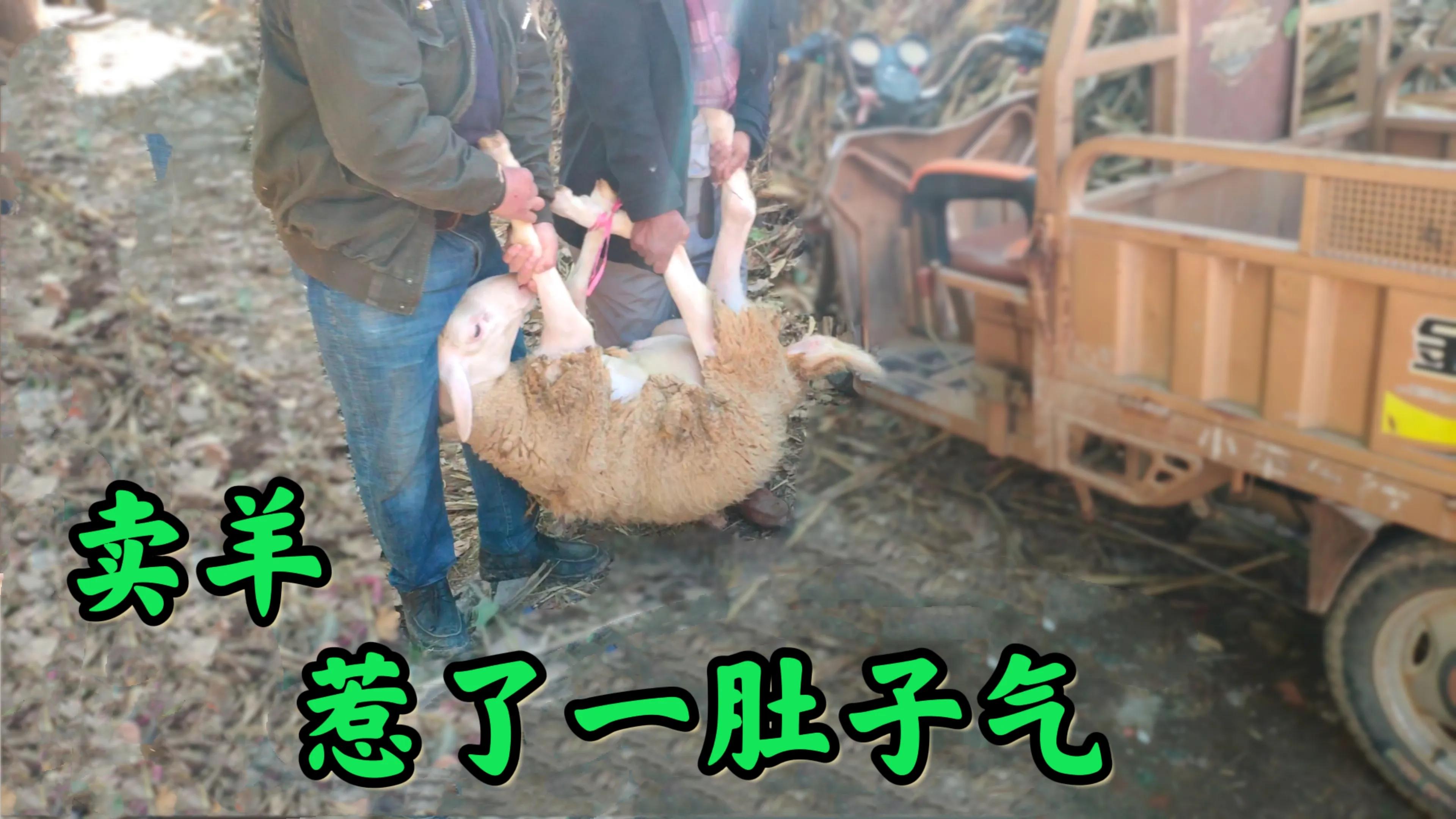 卖羊秘诀,怎样卖羊最有效