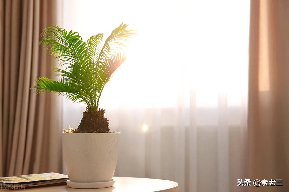 女作家去做保姆119,女作家去做保姆378