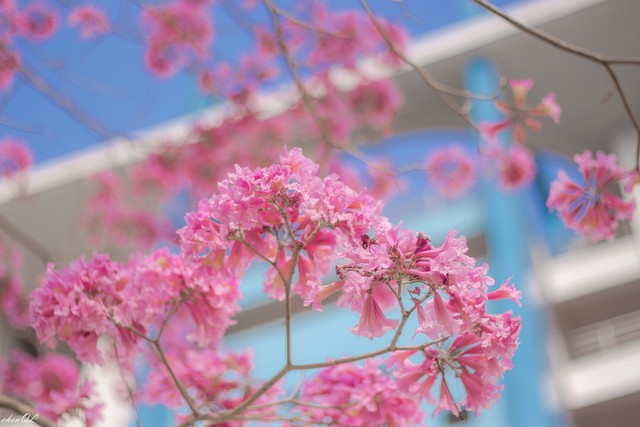 人生如梦岁月如梭往事不堪回首,人生如梦时光匆匆岁月无声