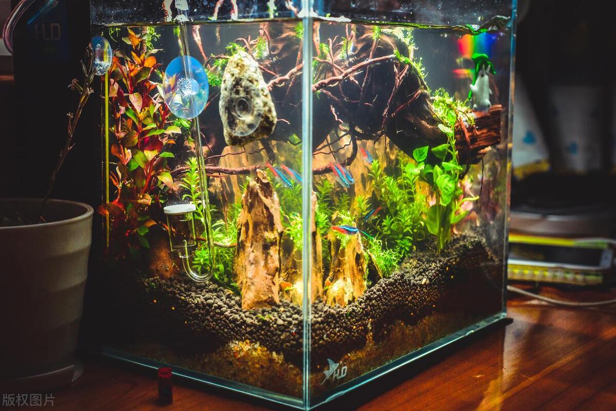 泡沫箱自制生态鱼缸,如何自制生态鱼缸过滤器