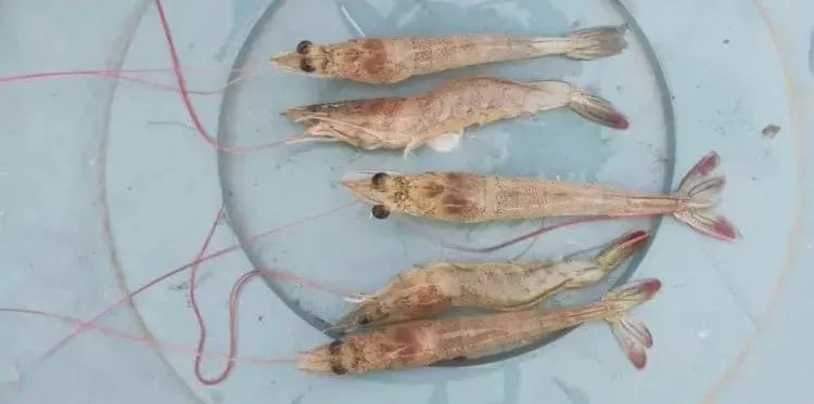 南美白对虾红须是什么原因,南美白对虾红肝的问题