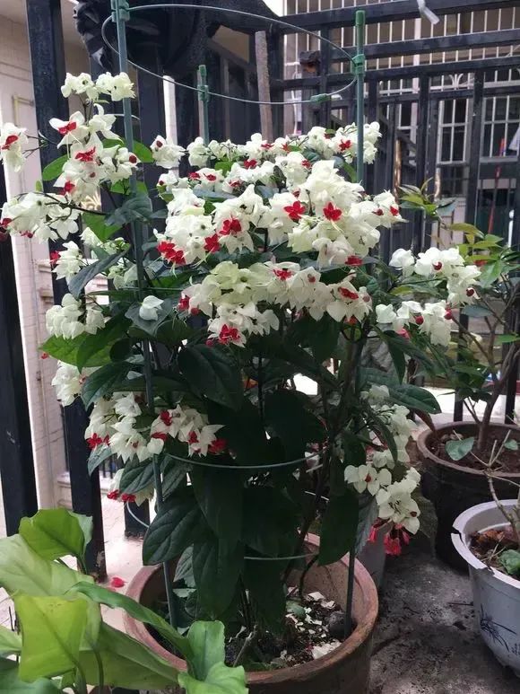 最好养的爬藤类绿植,室内爬藤绿植什么最好养