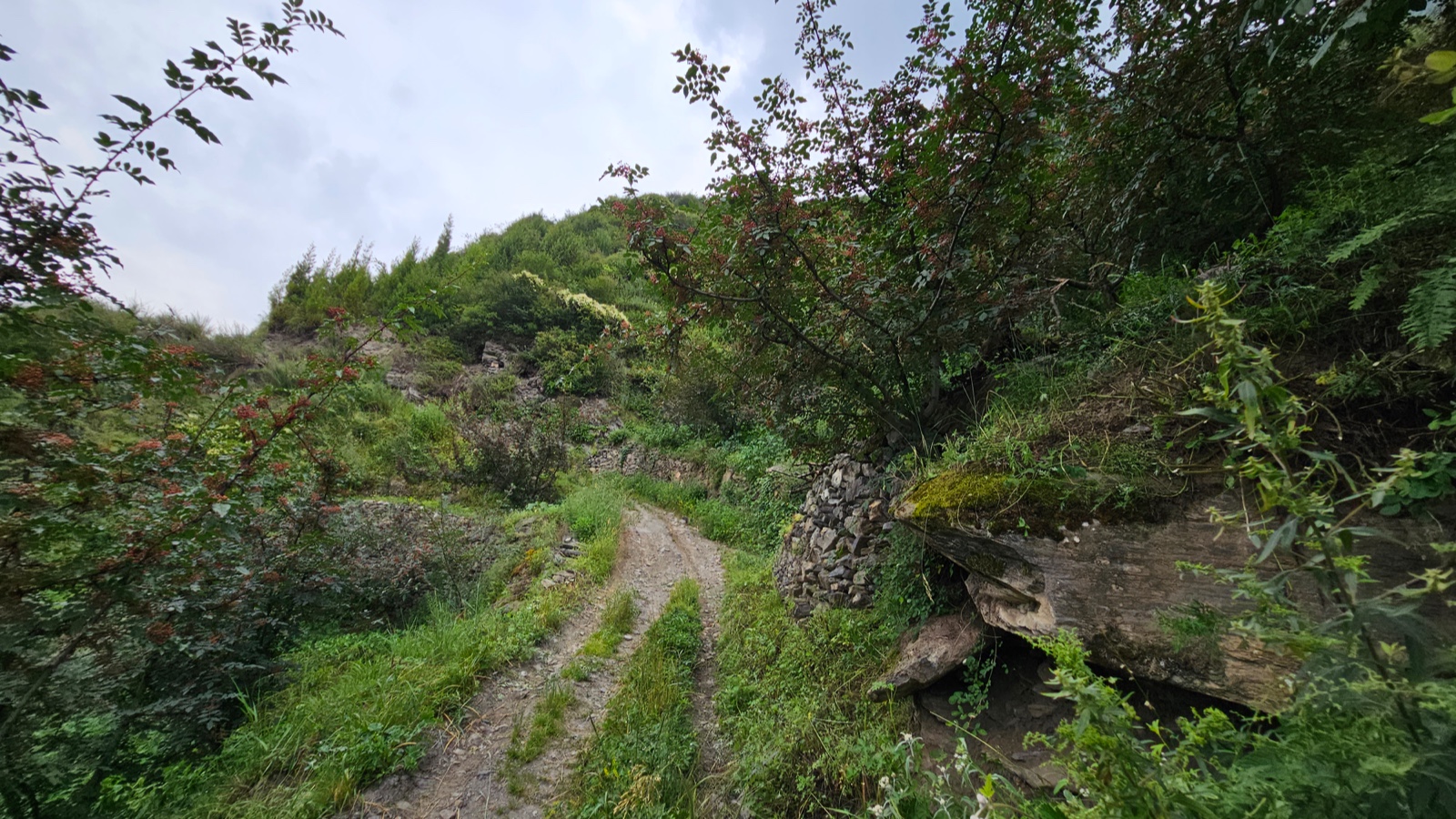 花椒丰收季节是几月,老家花椒丰收季