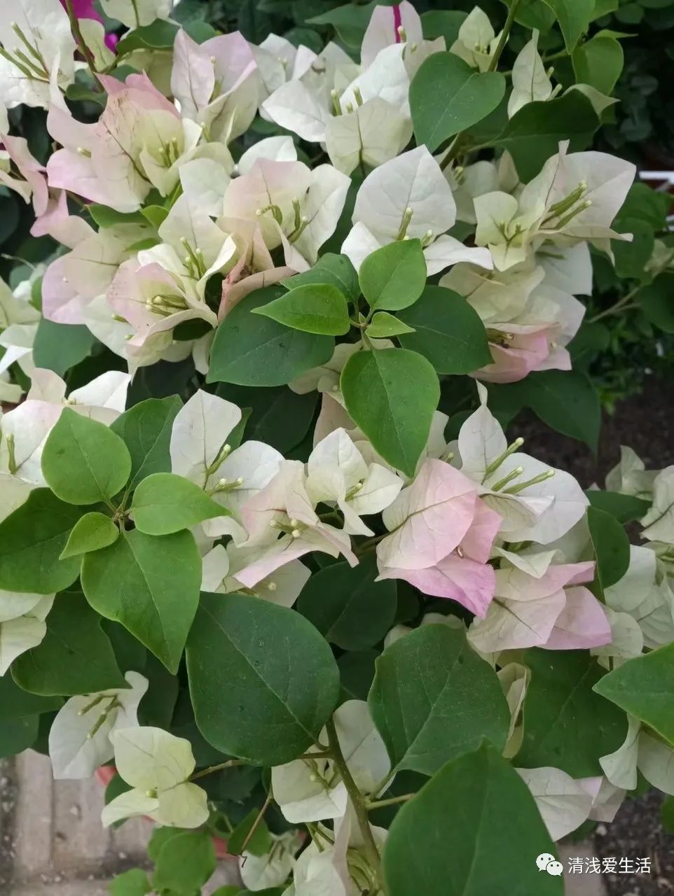 耐高温耐寒的一年四季开花的花卉,耐高温开花多的花卉