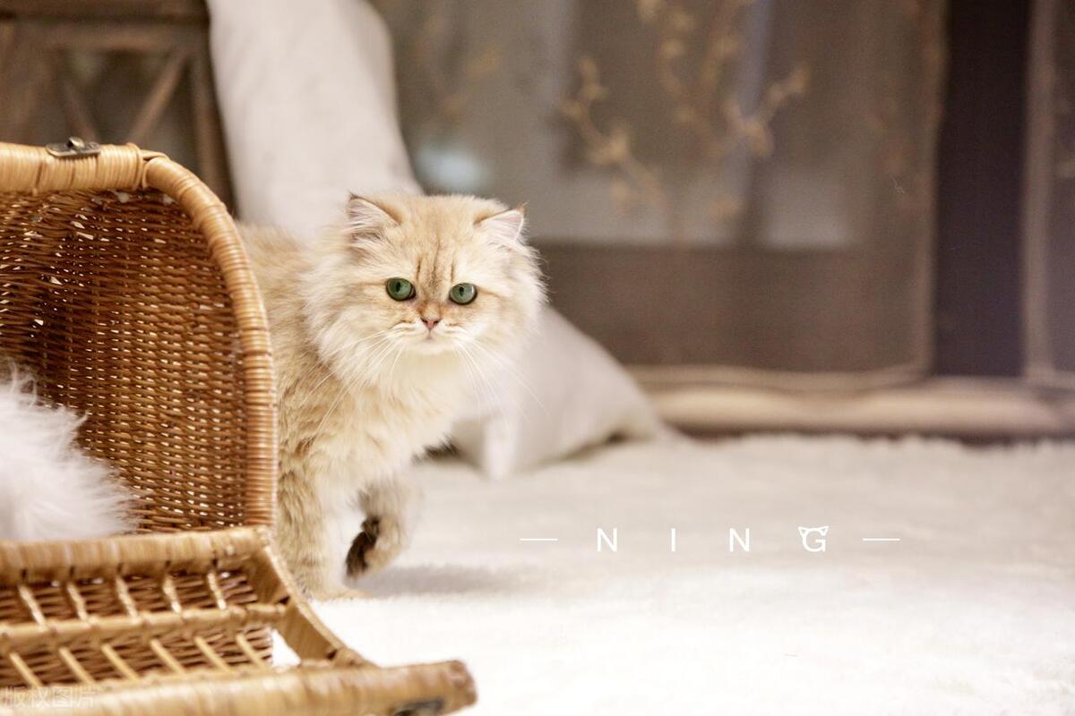 猫咪食欲不振但是精神好的原因是什么？