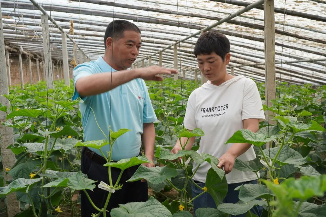 引进蔬菜新品种种出富民大产业,特色蔬菜种植铺就致富路