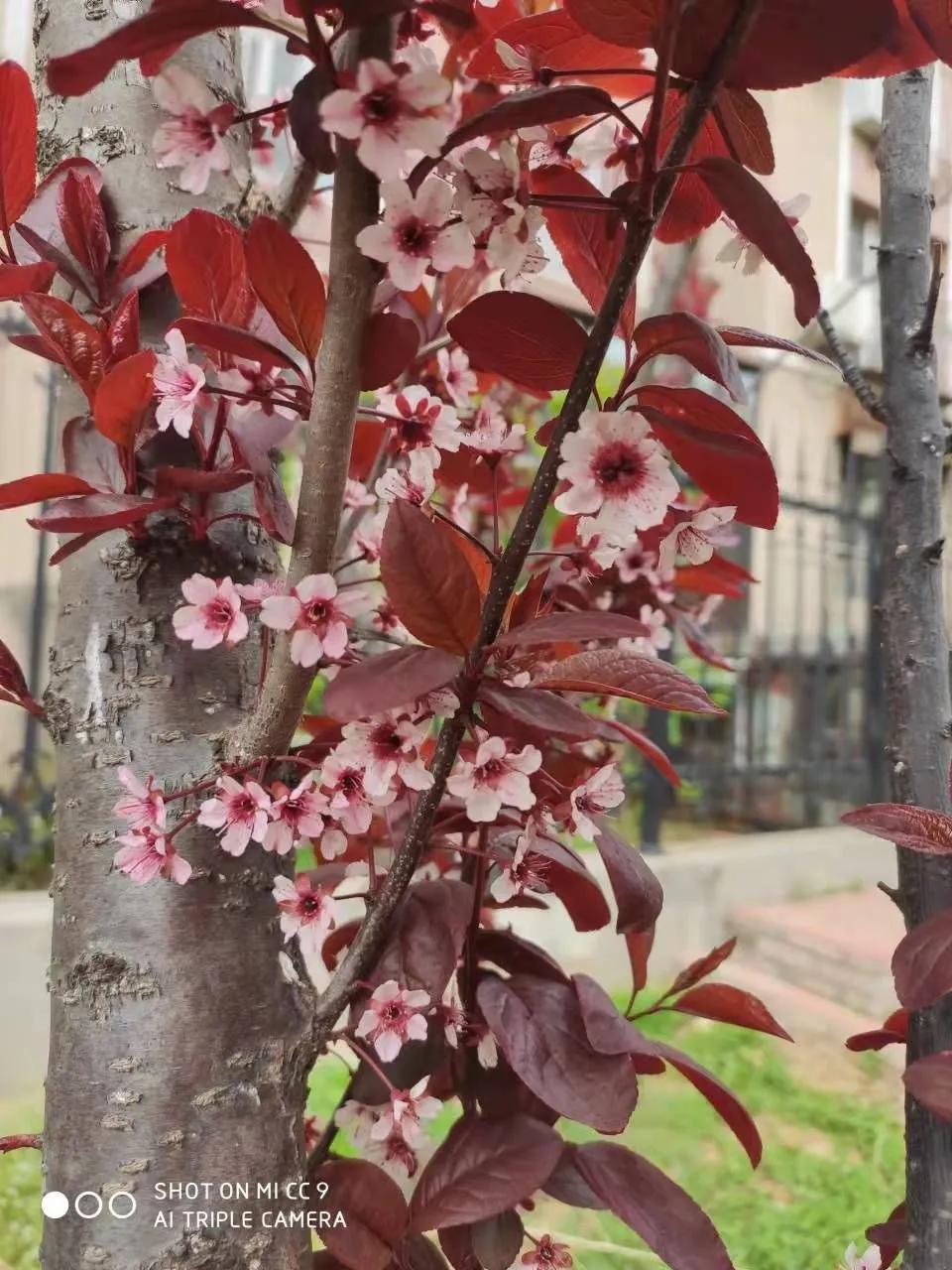 原创微型散文诗：乐与春天合影爱与快乐同行