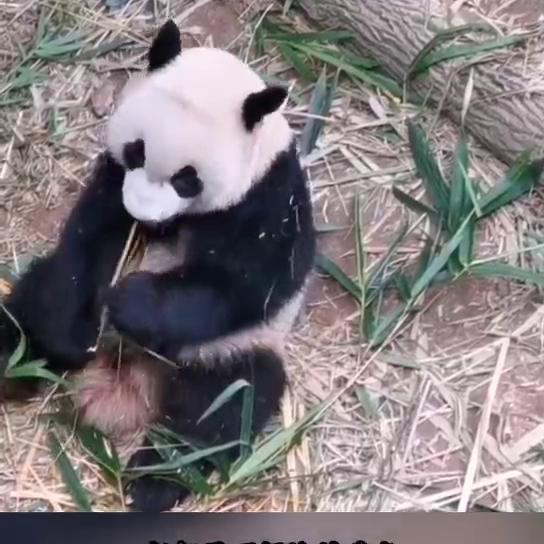 鎬昏澶т汉涓庣伆濮戝,鎬昏澶т汉鍜岀伆濮戝