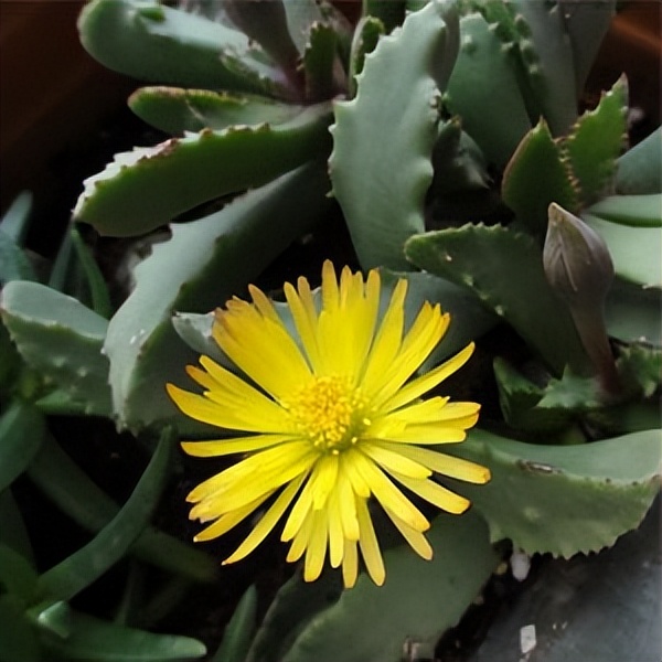 102个大类近500个多肉植物图片，都极其美丽，建议在家中也养一盆