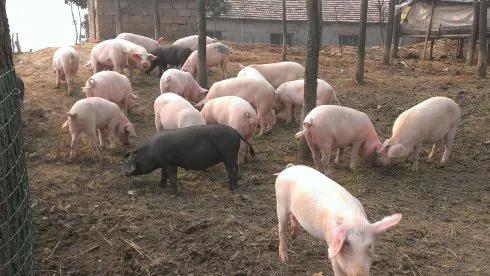 在农村搞养殖哪种可靠又赚钱,农村搞什么养殖不愁销路能赚钱