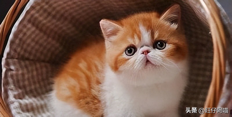 有哪些神奇的宠物猫咪品种,常见的宠物猫咪有哪些