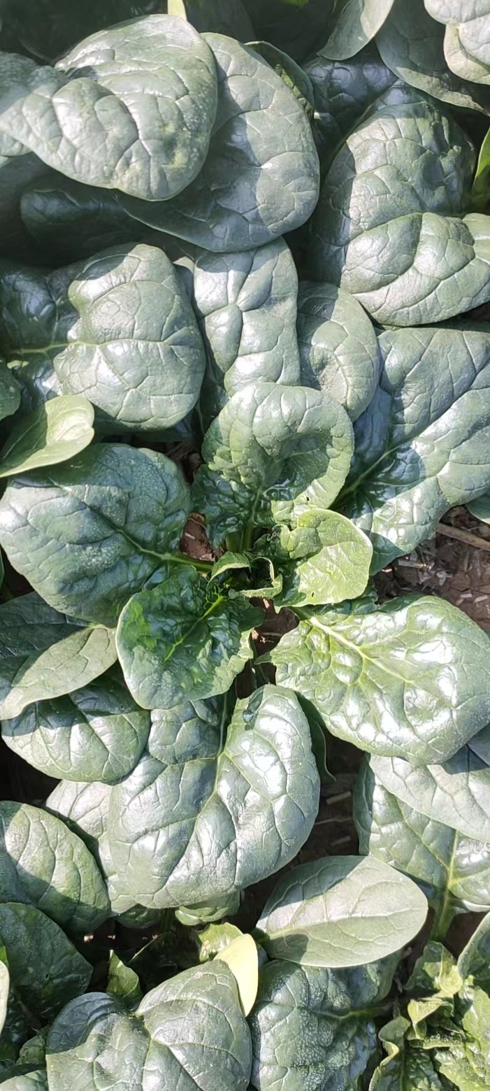 收购价45元一斤蔬菜,四五十万斤蔬菜滞销菜农寻销路