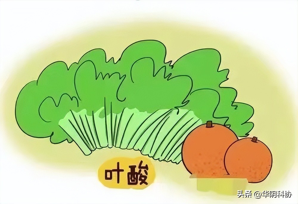 脊柱裂怀孕需要加倍吃叶酸吗,叶酸吃多了会脊柱裂吗