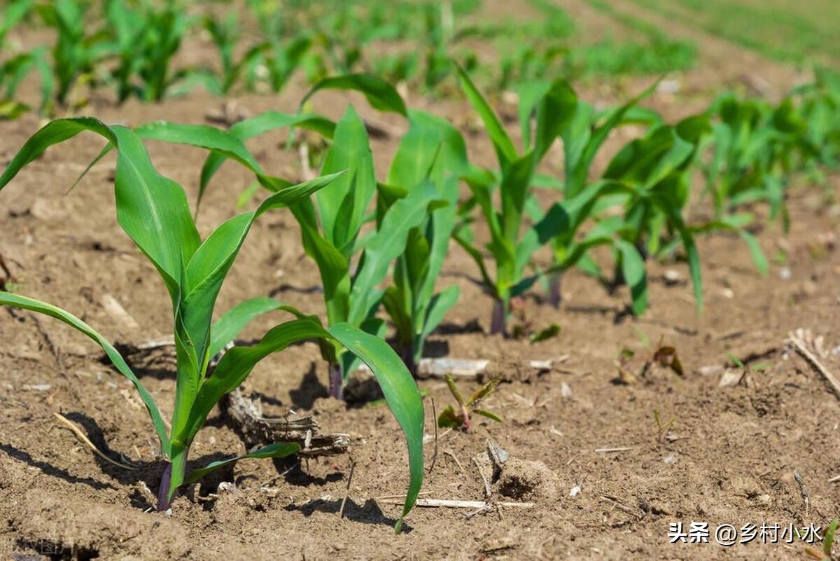 玉米出现紫苗的原因,玉米苗刚出苗发紫色是怎么回事