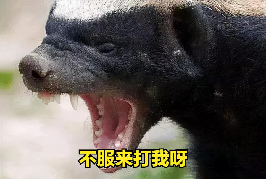 平头哥蜜獾对战莫斯科巨蜥,蜜獾平头哥动画片爆笑视频