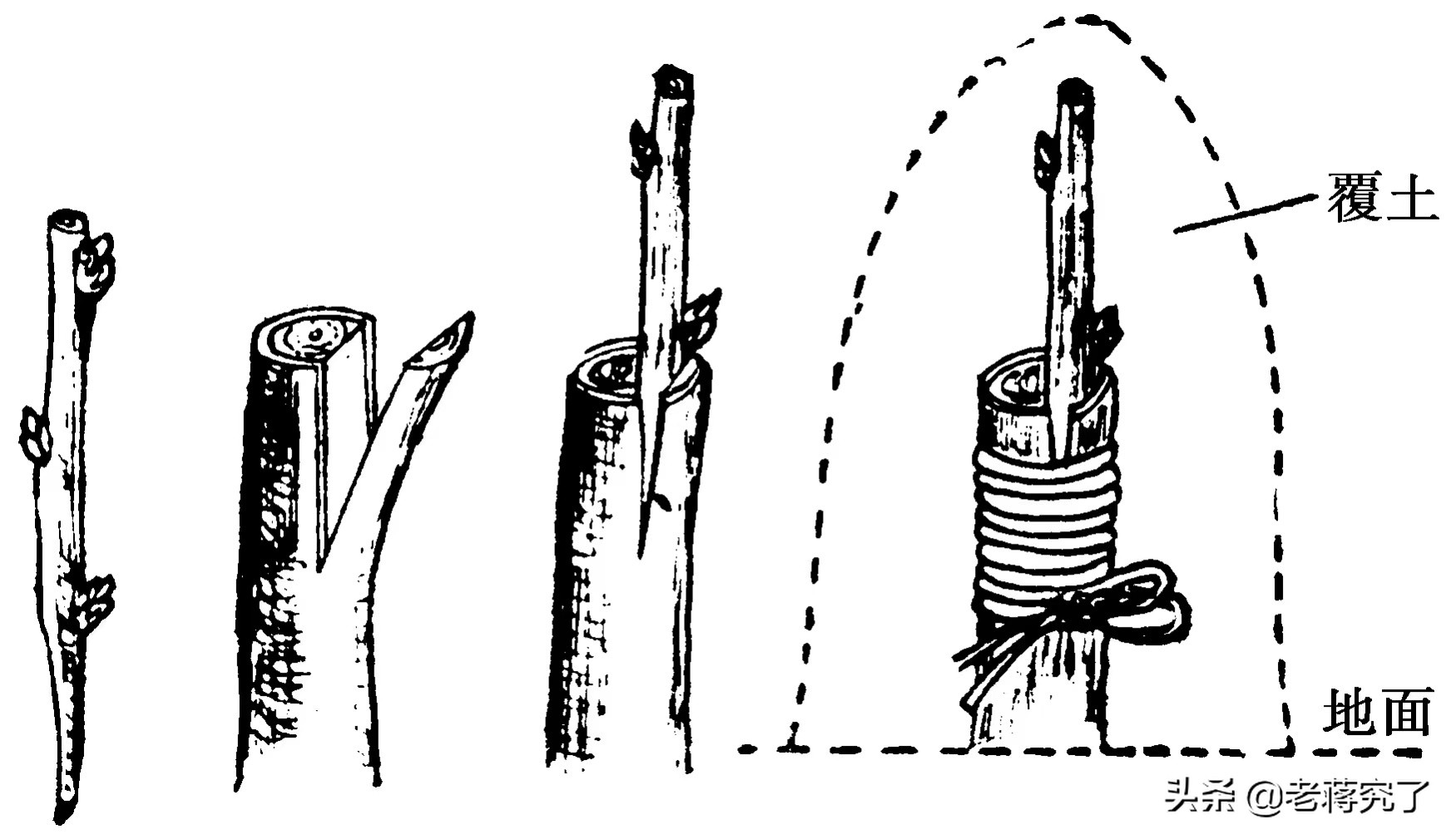 腊梅如何繁殖成活率高,家庭盆栽腊梅繁殖方法