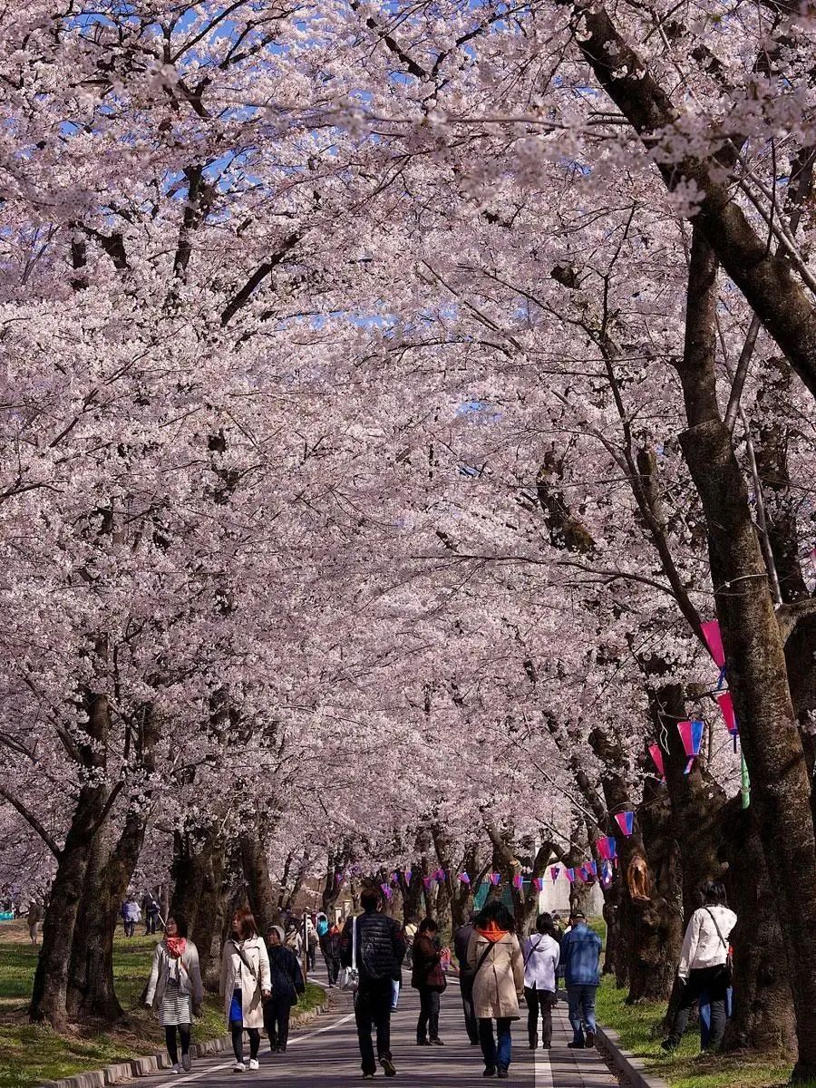 2023日本樱花什么时候开花,2023年日本樱花开放预测