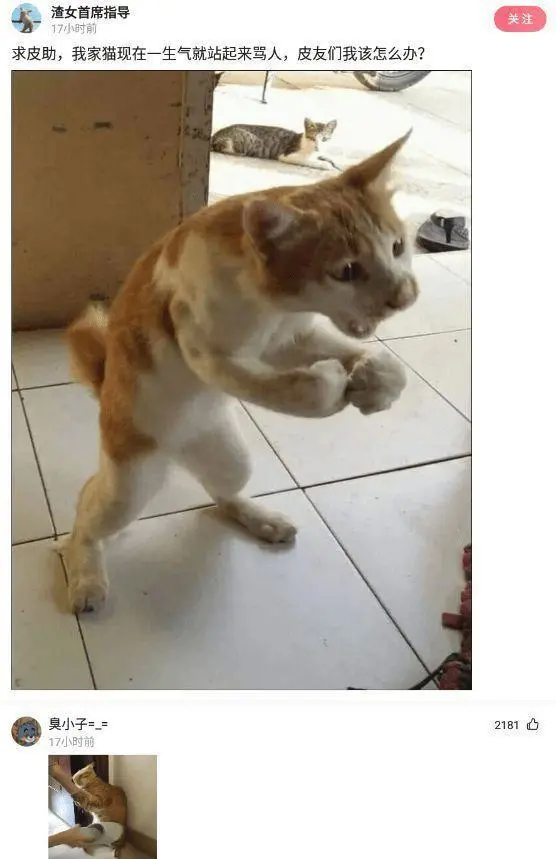 泰国烤乳猪为什么不能买,为什么泰国不卖乳猪