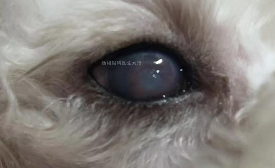 犬角膜溃疡哪款滴眼液比较好,犬角膜溃疡穿孔怎样治疗