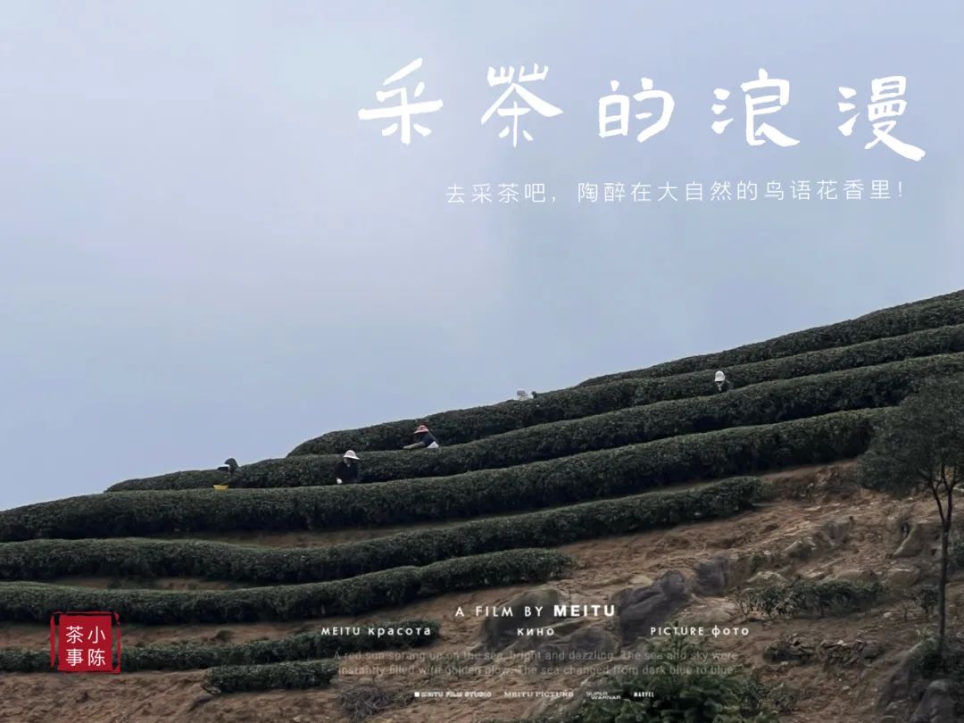 白毫银针口感怎么样,白茶知识白毫银针