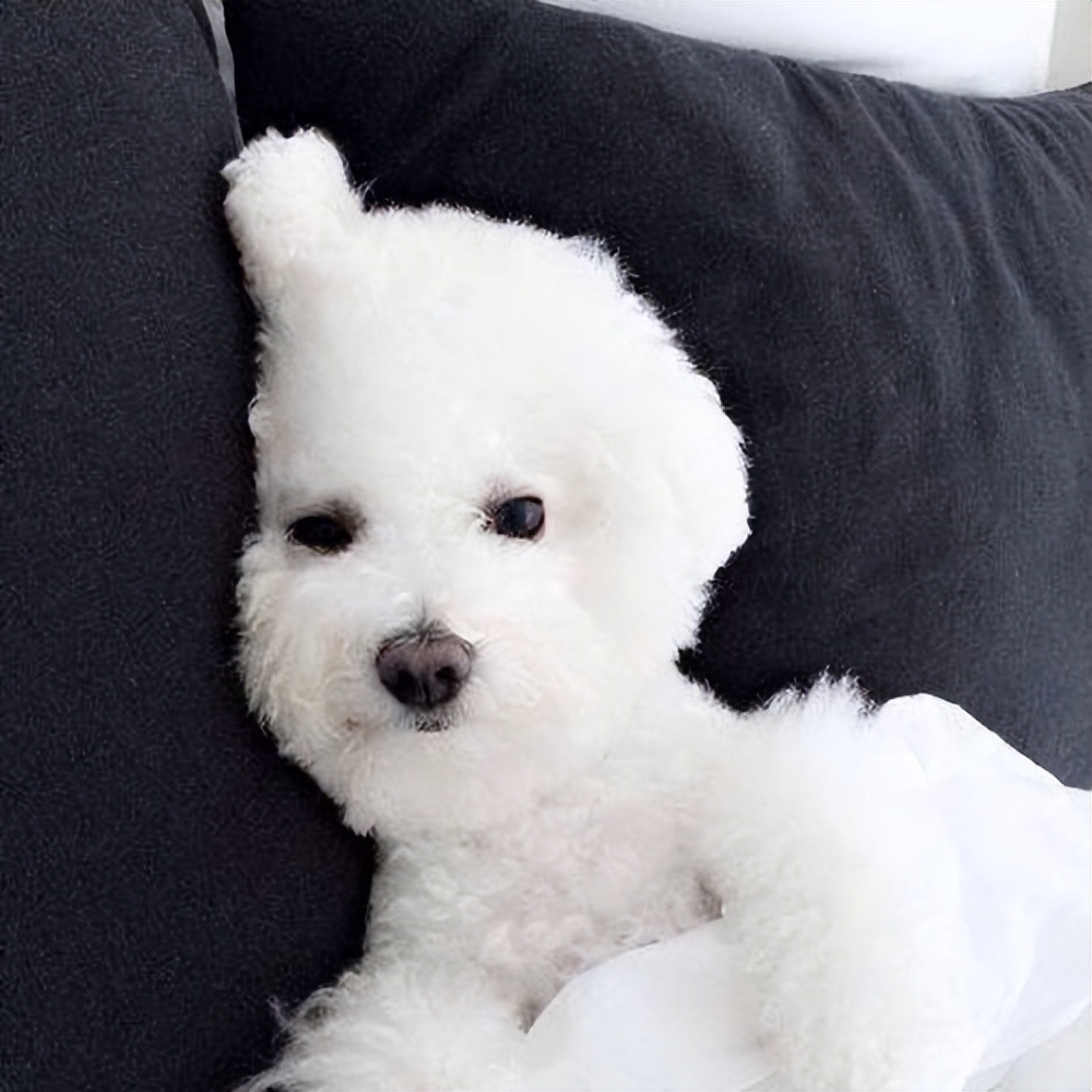 两个多月比熊犬拉稀呕吐怎么回事,比熊犬半夜呕吐黄色沫子怎么回事