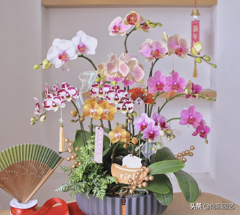 蝴蝶兰多少钱一盆哪里有卖的,蝴蝶兰多少钱一盆哪里有卖