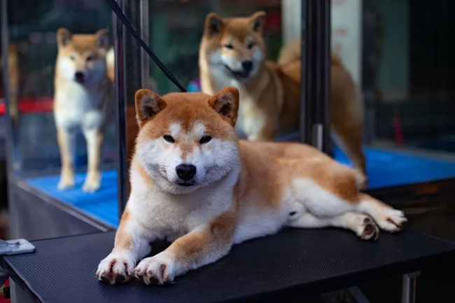 柴犬脚掌热是什么原因,柴犬脚底肉垫烂了怎么办