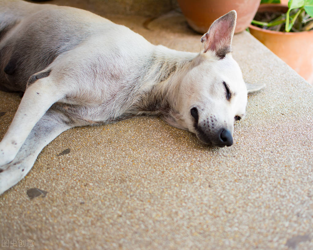 狗狗尿路结石中医治疗,狗狗尿路结石的治疗药