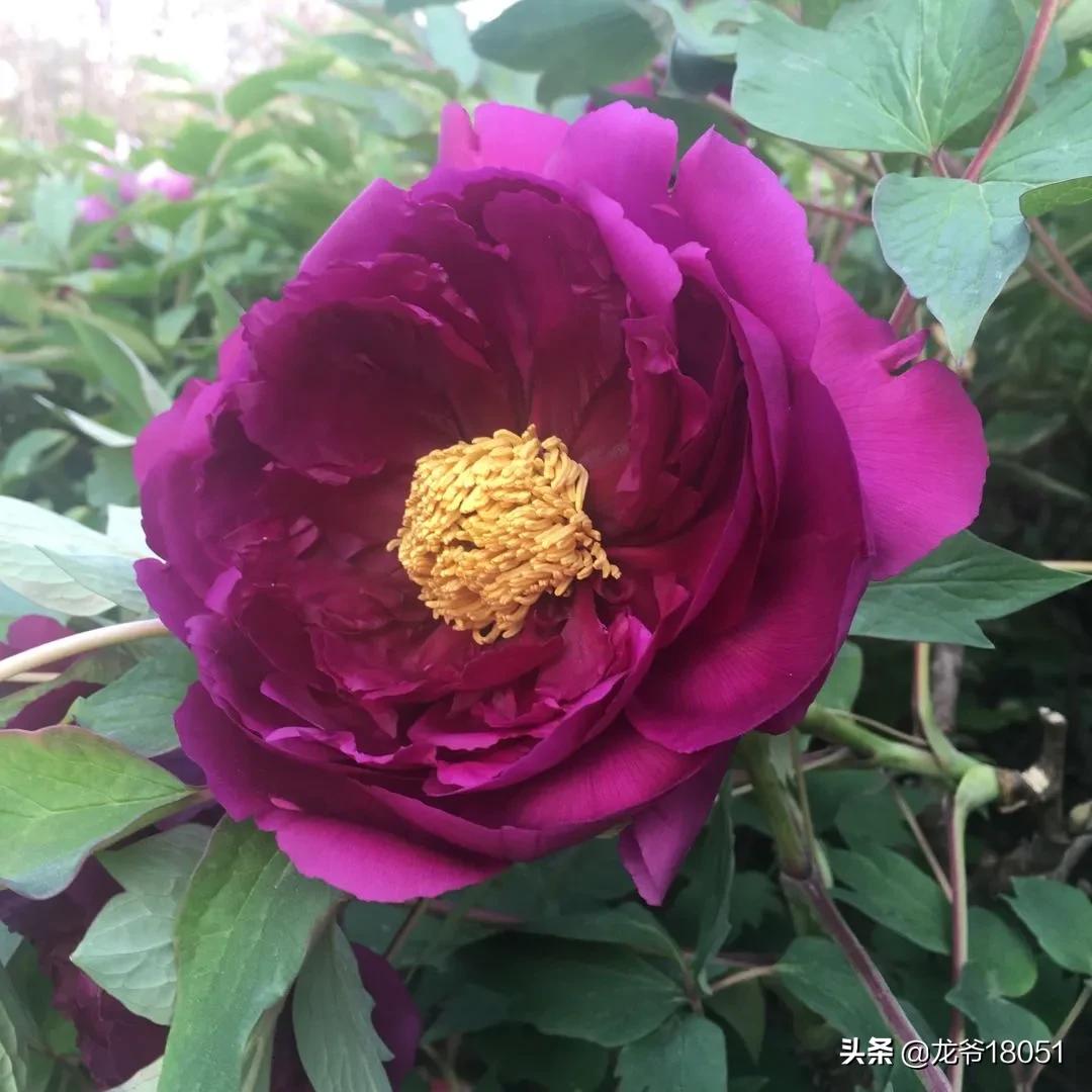 国色绽放红胜火，凌霄花开分外香