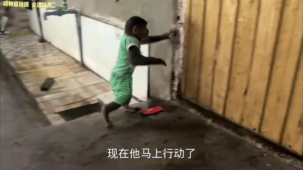 小猴子把牛弄丢了,小猴子贪玩引发悲剧