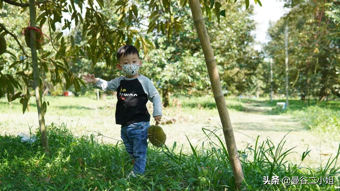榴莲园带你看越南最美的榴莲,去泰国榴莲园里摘榴莲