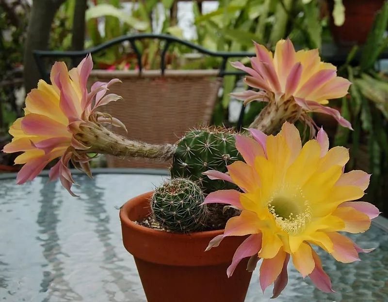 200种·仙人球开花图鉴，大开眼界，美到爆