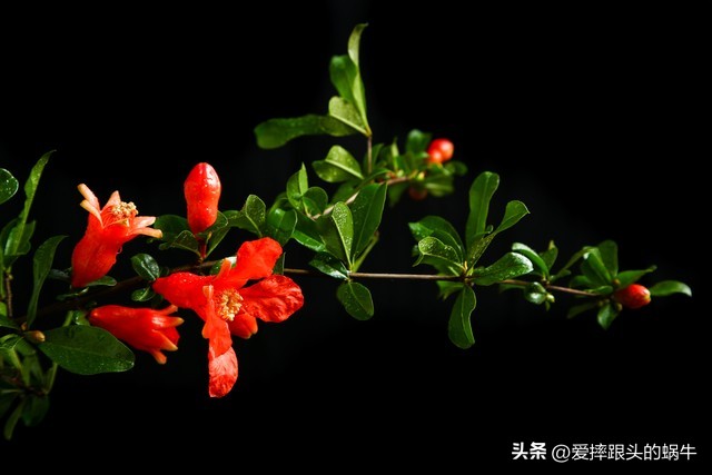 石榴花壁纸生如夏花,石榴花盛开的夏天