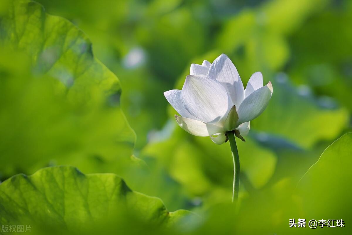 夏季止痒提神清凉油,夏日出游必备清凉油