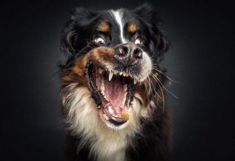 十大经典抓拍照片,100张绝美摄影照片