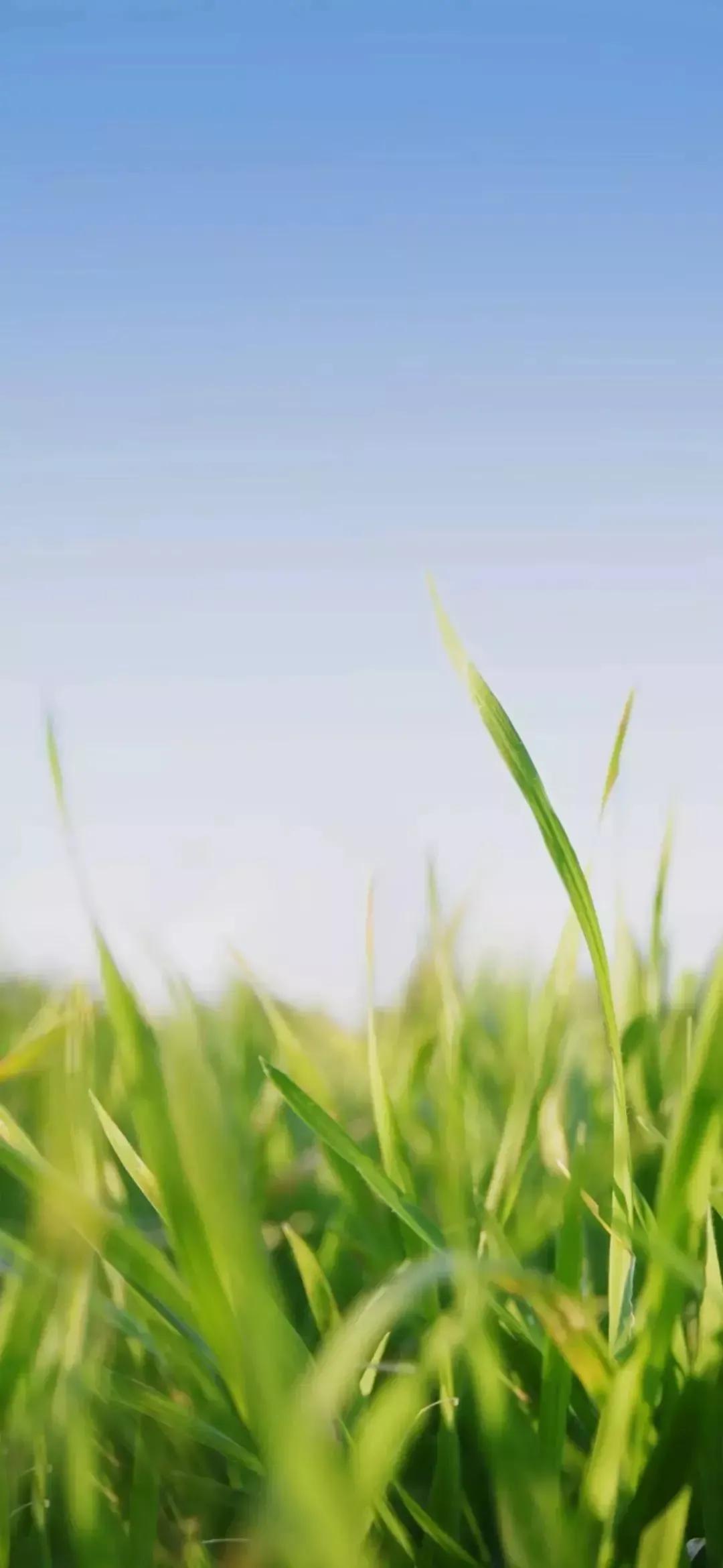 高清壁纸图片全屏干净高级,男士专用黑色美女全屏壁纸