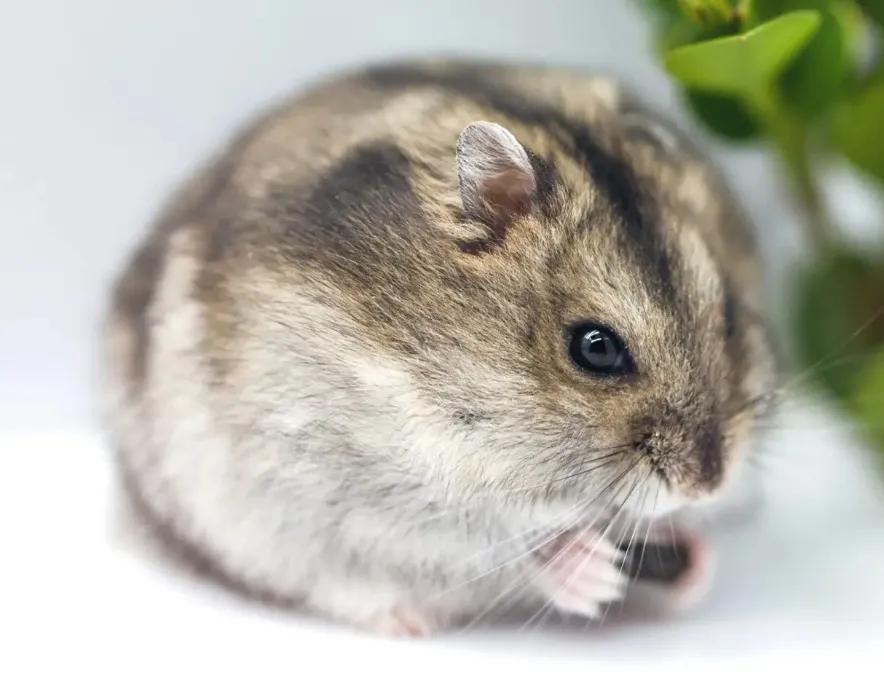 人们最喜欢的动物排名,最可爱的宠物仓鼠
