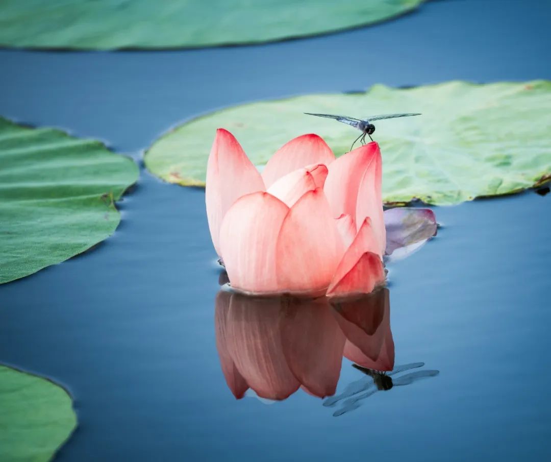 五首最美荷花诗词送你清凉一夏,30首荷花诗词唯美整个夏天
