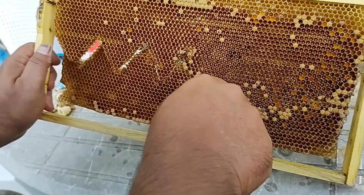 不耽误繁殖的育王方法,养蜂不会育王更换新王怎么办