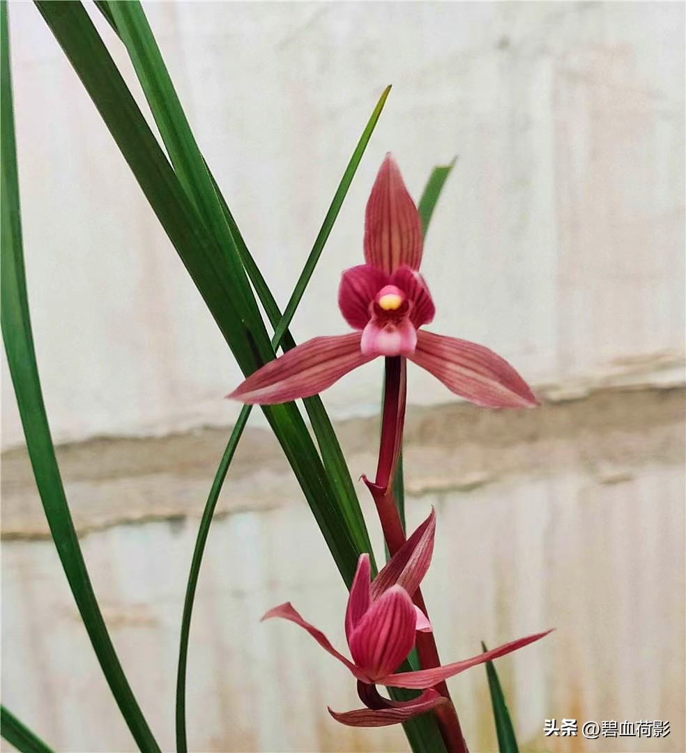 偷三盆兰花200万被判15年,最新盗兰花案件