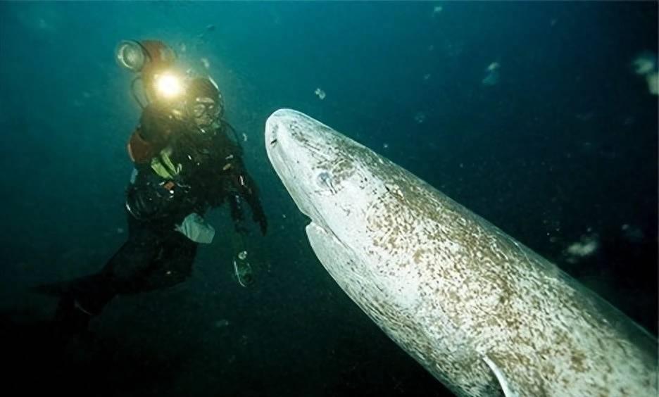 600多岁的格陵兰睡鲨,格陵兰睡鲨游动视频