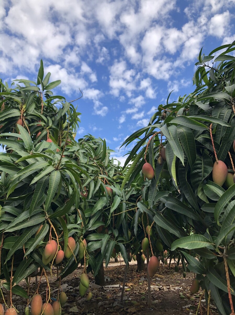海南当地芒果批发价,海南省三亚市芒果价格今日行情