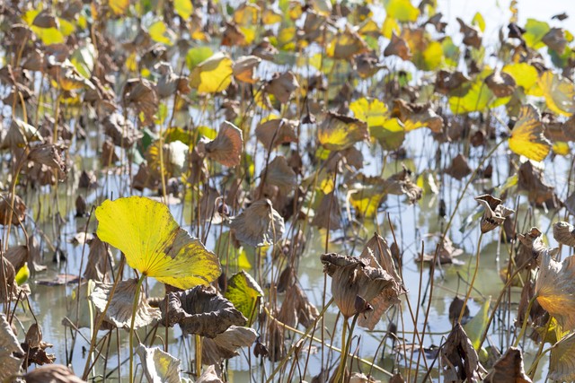 散文熙熙攘攘夜难静,散文星辰大海