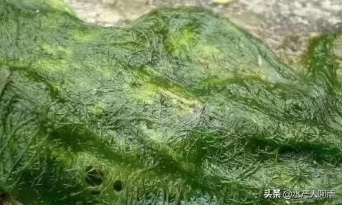 爆发青苔的原因及处理方法