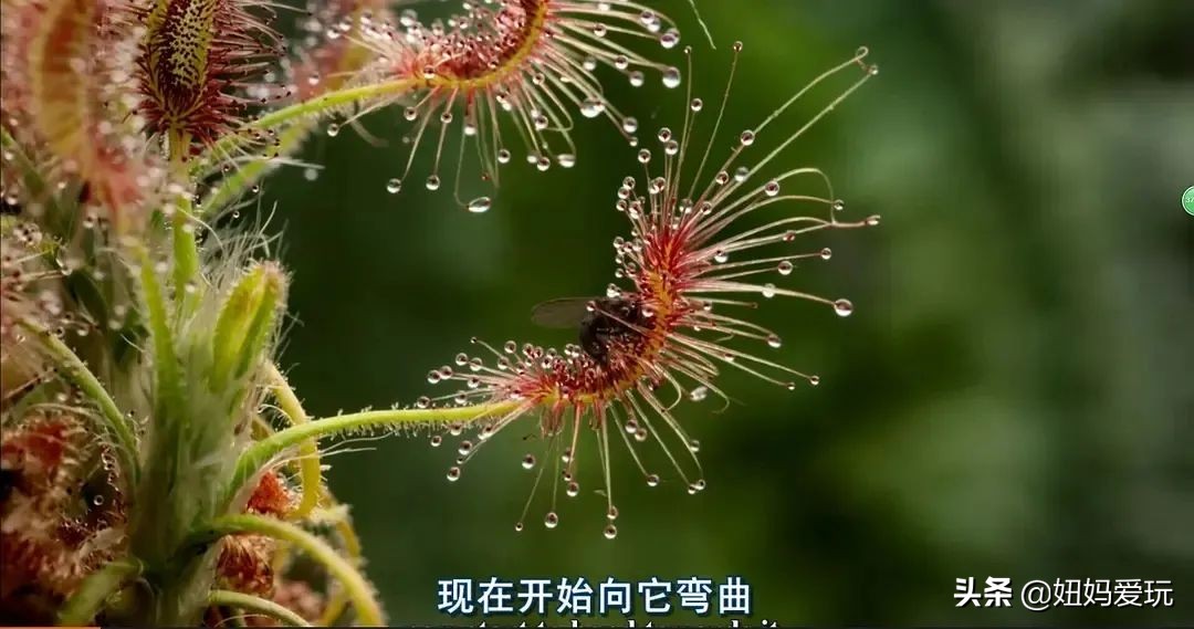 这几部口碑爆棚的宝藏纪录片,国庆孩子必看的8部神级纪录片